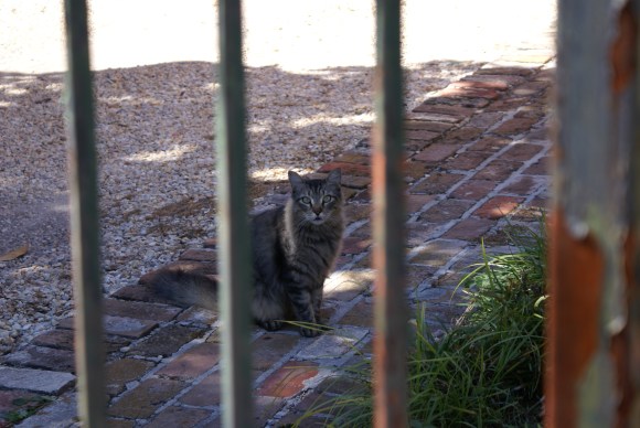 Magazine Street Cat, New Orleans, October 2011 Magazine Street Cat, New Orleans, October 2011