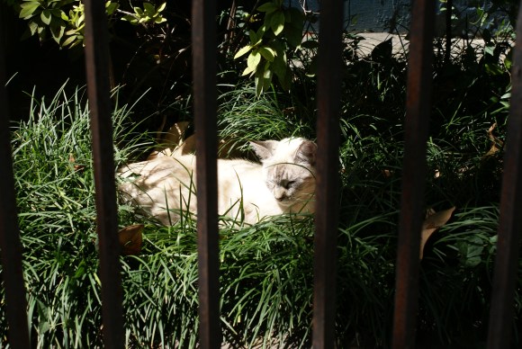 Catnapping on Magazine Street, New Orleans, October 2011 Catnapping on Magazine Street, New Orleans, October 2011