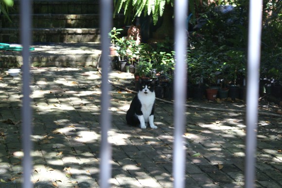 Unimpressed Cat on St. Mary Street, New Orleans, October 2011 Unimpressed Cat on St. Mary Street, New Orleans, October 2011