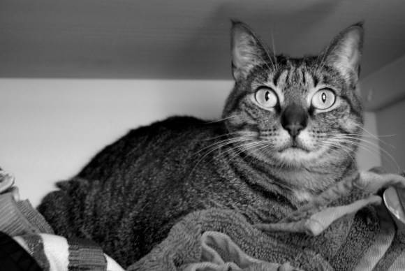 Isabel Cat Gets Dramatic Isabel Cat Gets Dramatic