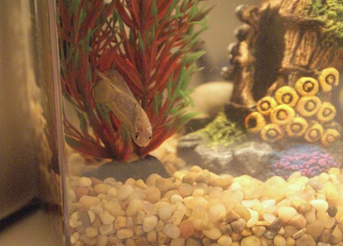 Simon the Betta Fish Black Scales