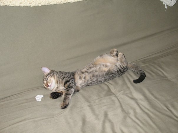 Baby Murphy, tuckered out from playing.