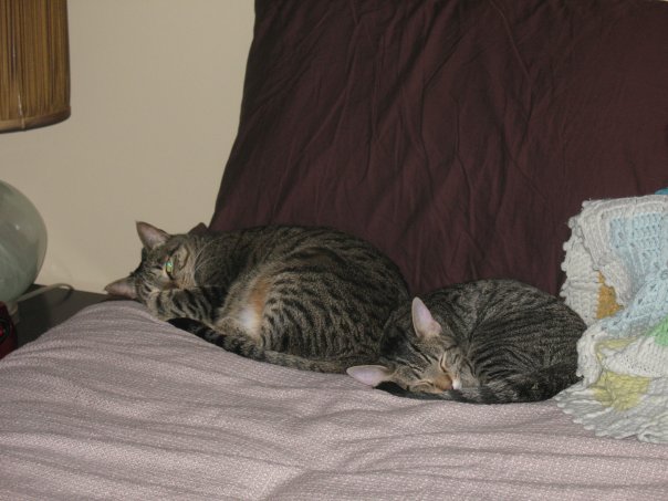 Izzy & Munky's first ever shared nap time.