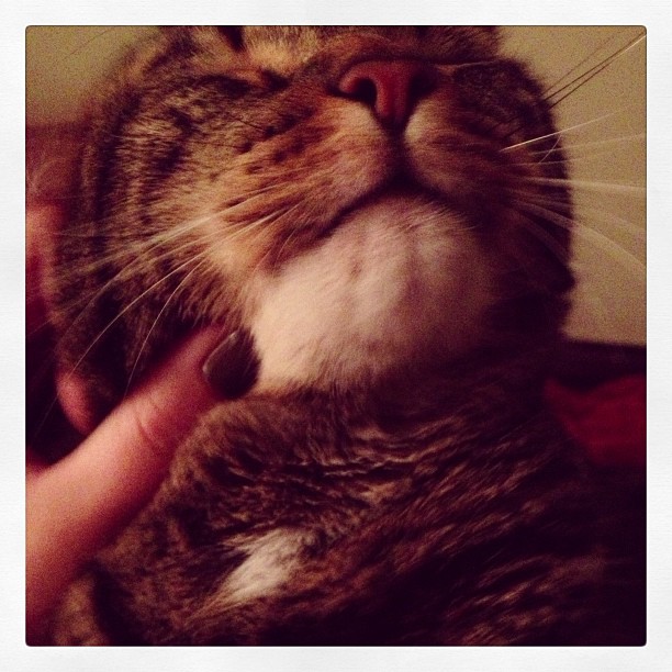 Munky laid down on my tummy while I was reading, and kept pushing his face into my hands, wrapped around the edges of my book. In the end I gave up and gave him scratches.