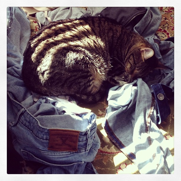 Cat in Laundry