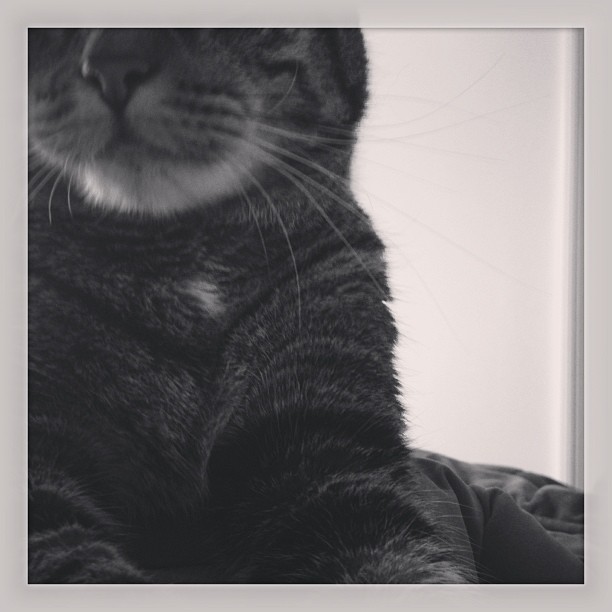 Photography Friday! Week 3 – Mostly&nbsp;Kitties