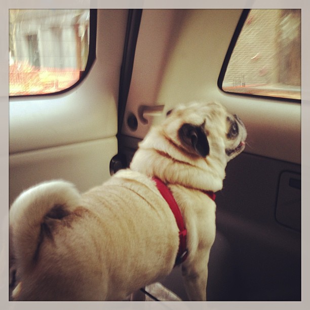 970629_10151536713834086_12201466_n