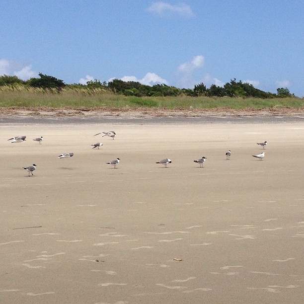I snapped this shot at the beach on Sullivan's Island, SC last weekend.