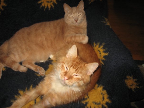 Mufasa and his pal CB.