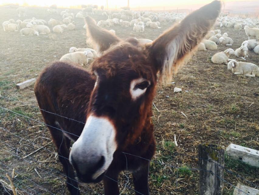 Camino de Santiago Donkey