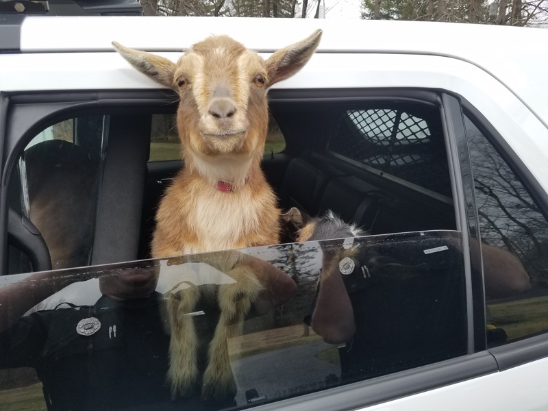 goatarrest